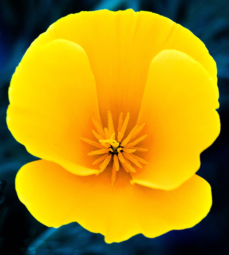 puķe, dzeltena, Pavasaris, daba, dzeltens ziedi, zieds, dārza