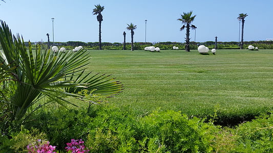 Maroko, hijau, alam, rumput, Palms, hari libur, musim panas