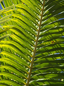 Palm, fronde, feuille, exotiques, palmier, palmier, Tropical