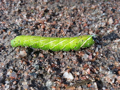 Caterpillar, pillangó, zöld, vastag