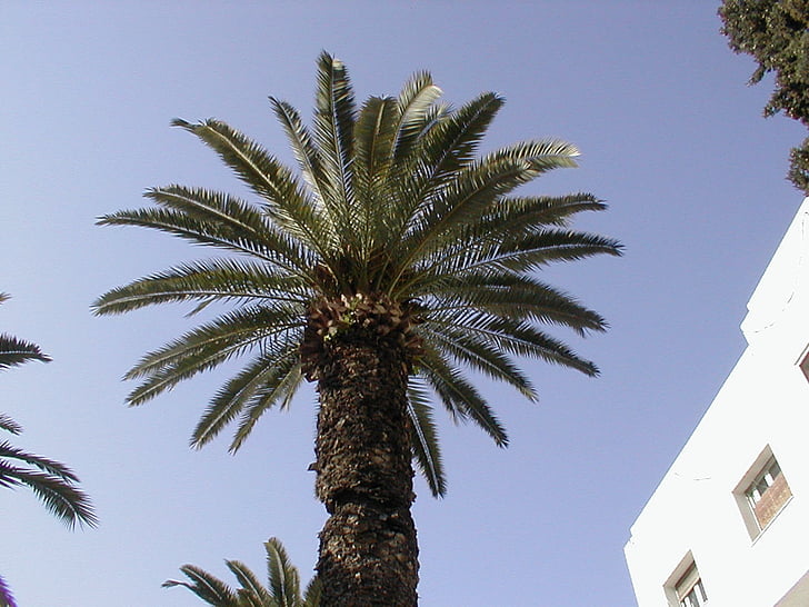 Tunézia, Sidi bousaid, Palm, nyári, Holiday, pálmafa, fa