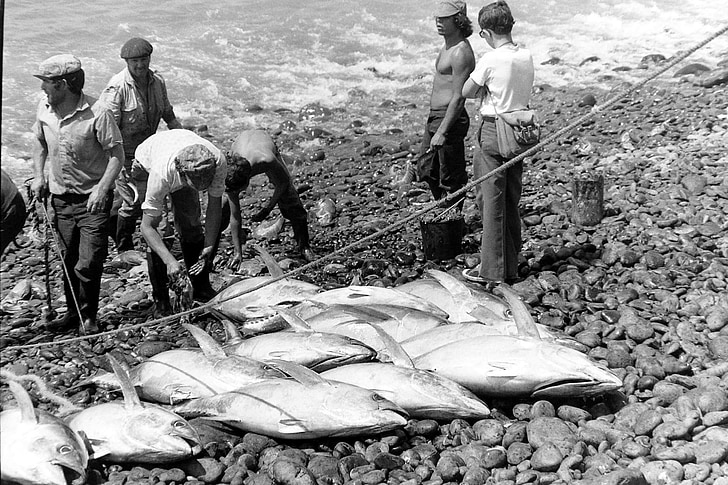 tuna, fish, fishing, black and white, food, meeresbewohner