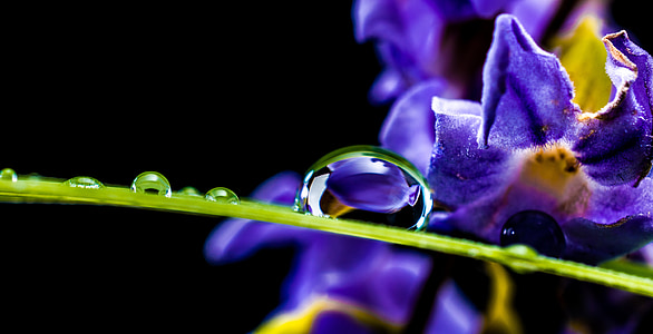 drop of water, drip, blade of grass, blossom, bloom, macro