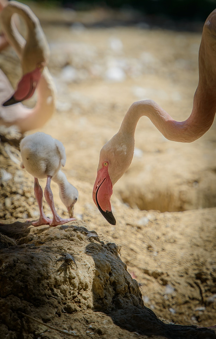 Flamingo, vaaleanpunainen flamingo, American flamingo, kesällä, Luonto, eläimet, elämä