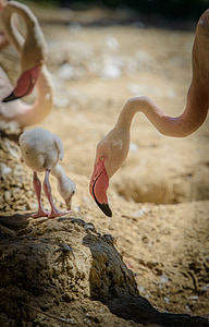 Flamingo, pembe flamingo, Amerikan flamingo, Yaz, doğa, hayvanlar, hayat