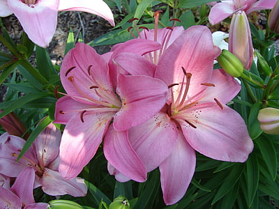 Lily, Lilium, bunga, mekar, Blossom, Taman bunga, merah muda