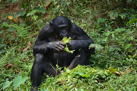 bonobó, prímás, emberszabású majom, Lola ya bonobo, Kongó, Kinshasa, Afrika