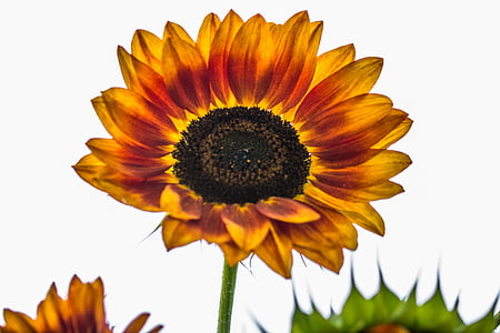 sun flower, helianthus annuus, blossom, bloom, close, macro, sunflower