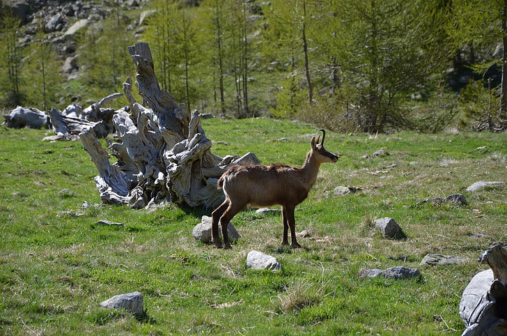 chamois, animaux sauvages, sauvage, animaux, montagne, Alpes, faune