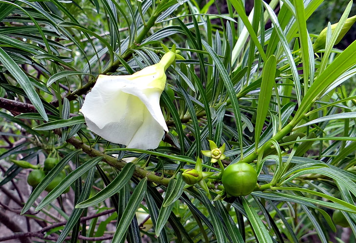 mexické oleandr, thevetia peruviana, květ, ovoce, bílá, toješťovité, thevetia neriifolia
