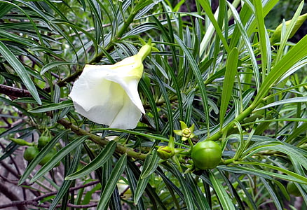 mexikanska oleander, Thevetia peruviana, blomma, frukt, vit, oleanderväxter, Thevetia neriifolia