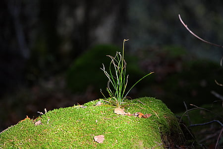 iarba, Moss, pădure, natura, să crească, Sprout
