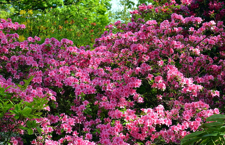 Azalea, đỗ quyên, Hoa, mùa xuân, nở hoa, đóng, Sân vườn