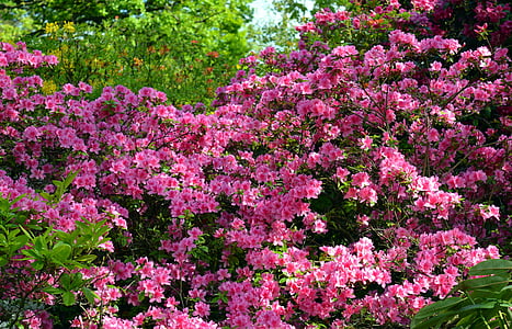 azalea, rhododendron, flowers, spring, bloom, close, garden