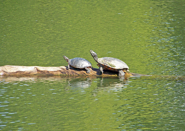 turtle, animal, wildlife, reptile, water, pond, lake