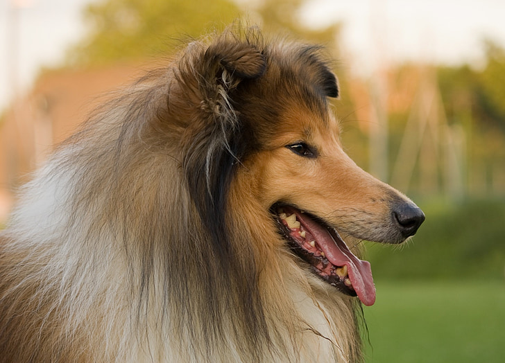 cão, Rough collie, Collie, Lassie, animal, animal de estimação, canino