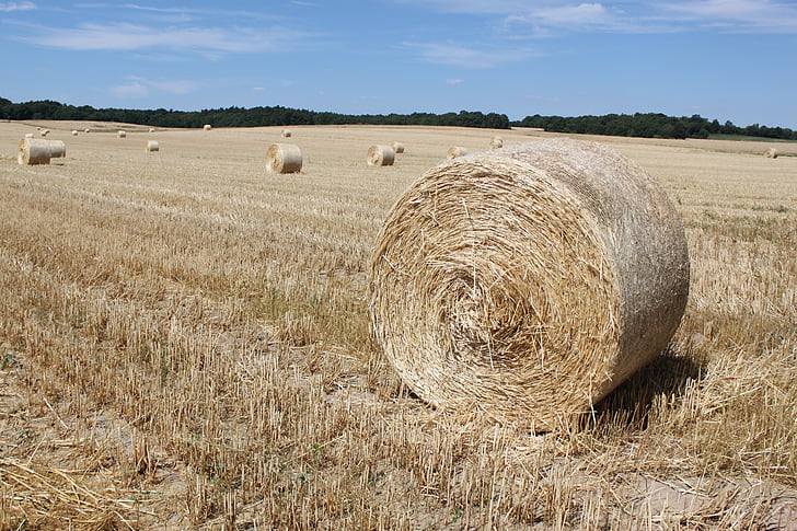 field, harvest, hay bales, cereals, straw bales, agriculture, bale