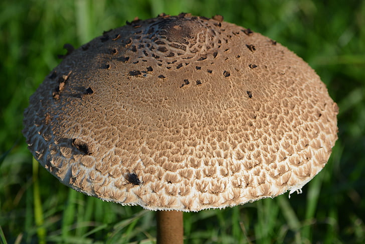 mushroom, nature, autumn