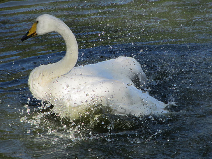 Swan, vann, Lake, fuglen, fjær, vann fugl, vakker