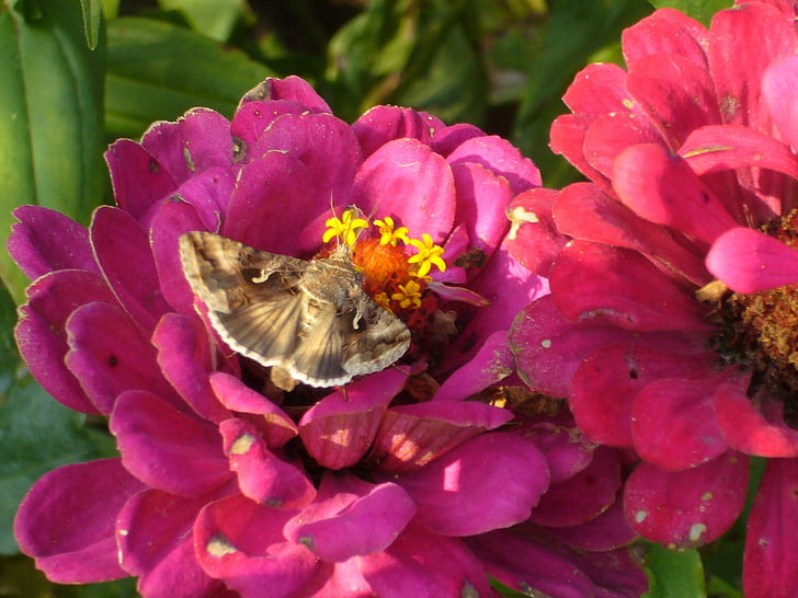 Beija-flor hawk moth, borboleta, flores, Verão, natureza, inseto