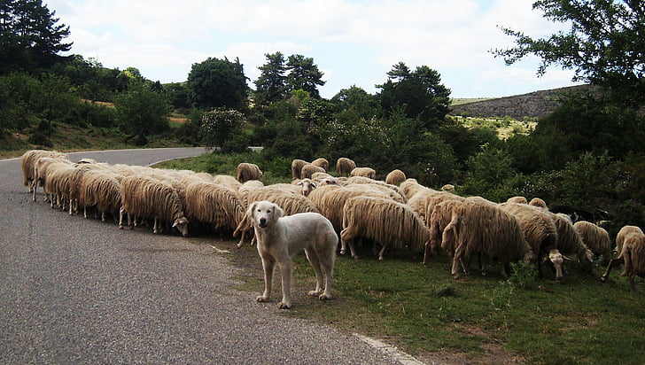 lampaat, koira, laitumelta toiselle, Italia, Sardinia, karjan, tiellä