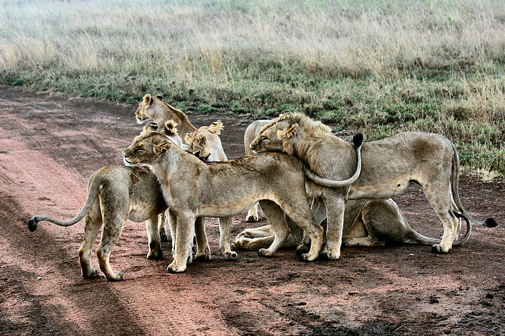 Āfrika, dzīvnieku, plēsēju, kaķa, zāle, mednieks, Lauva