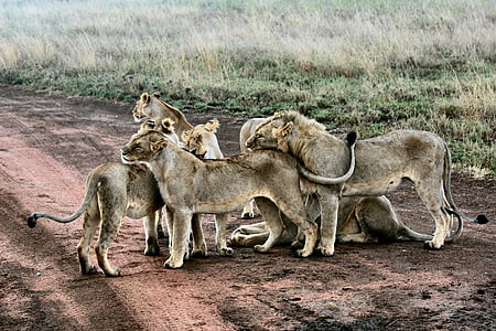Afrika, djur, rovdjur, Feline, gräs, Hunter, lejon
