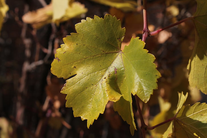 Leaf, hrozna, Zelená, vinič