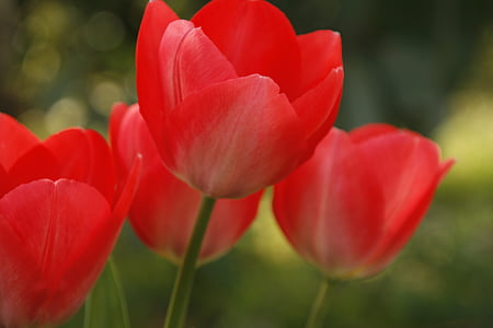 Tulip, röd, öppna, sommar, våren, blomma, naturen