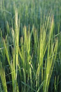 blat de moro, herba, camp, el cultiu de, l'agricultura, verd, natura