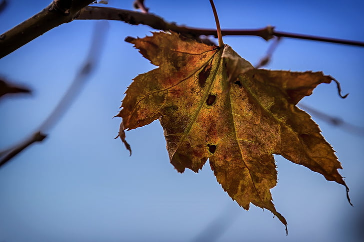 Leaf, jeseň, hnedá, jeseň, jesenné lístie, listy, Príroda