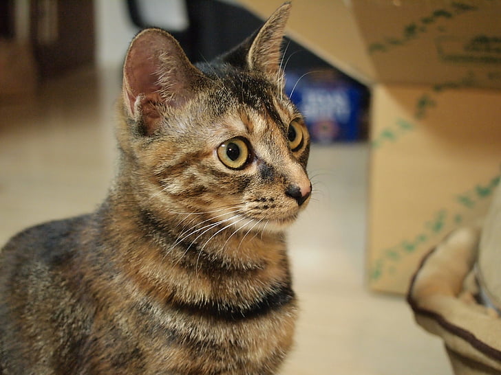 猫, テキスト顔