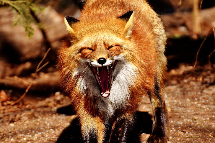 Fuchs, ziewanie, śmieszne, dzikie zwierzę, zmęczony, ząb, stopy