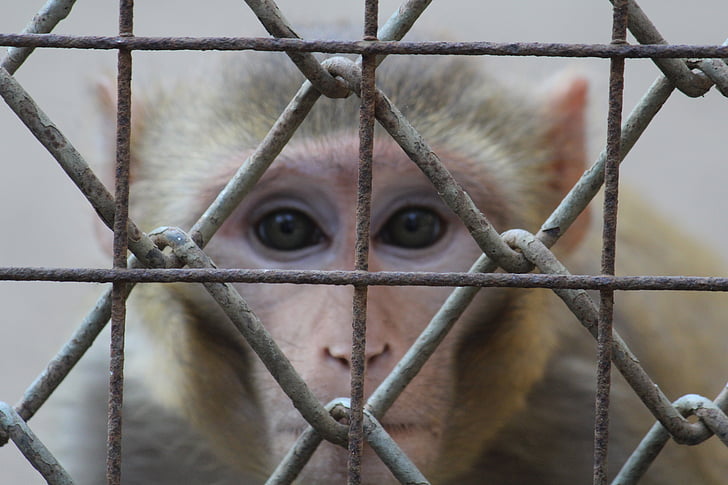 маймуна, гледаше, лицето, ограда, клетка, маймуна, Индия
