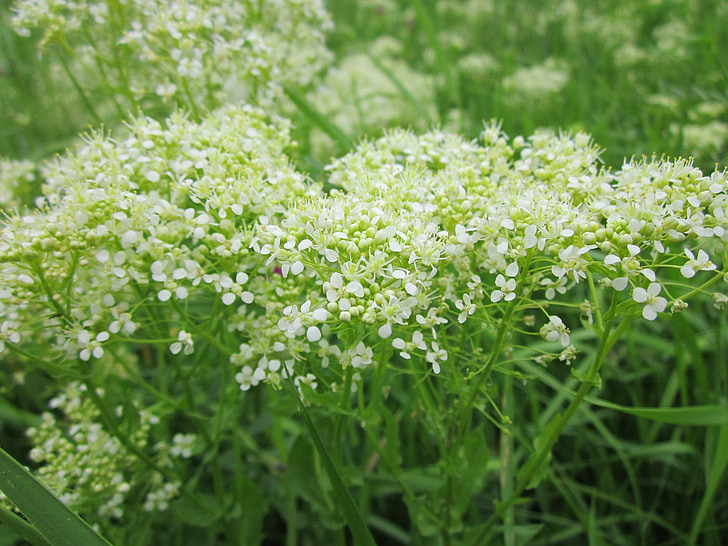 Lepidium draba, Whitetop, hoary cress, Wildflower, Flora, pianta, botanica