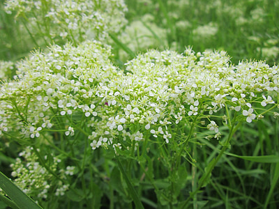 Lepidium Hongerbloempje, whitetop, hoary tuinkers, Wildflower, Flora, plant, plantkunde