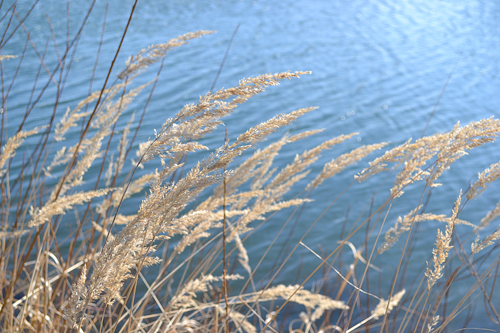 grasses, lake, reed, bank, landscape, water, waters