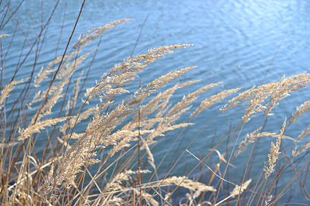 gramíneas, Lago, Reed, banco, paisagem, água, águas