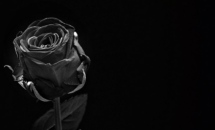 Rosa, negre, flor rosa, flor, flor, flor, tancar