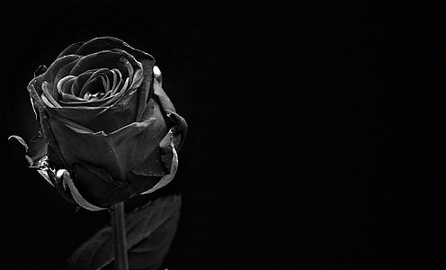 Rose, noir, floraison rose, fleur, Blossom, Bloom, fermer