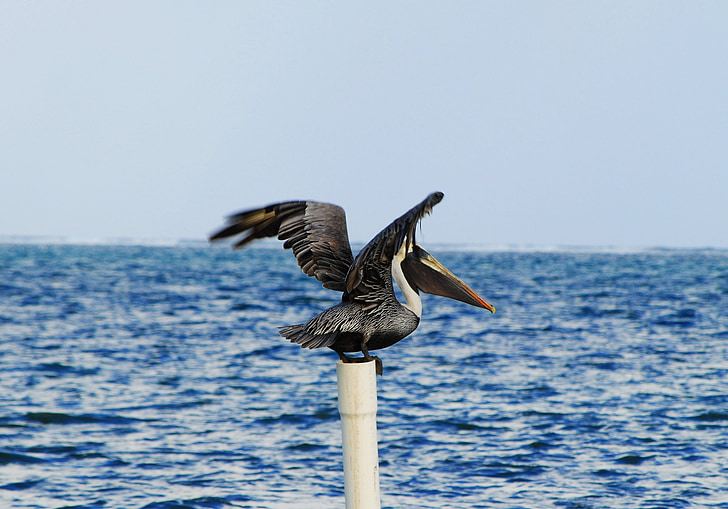 Pelican, Belize, lintu, Wild, Sea, vesi, Caye