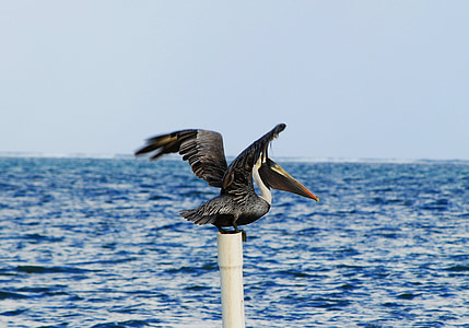 Pelicà, Belize, ocell, salvatge, Mar, l'aigua, Caye