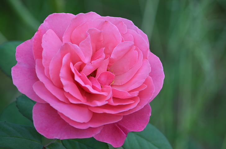 Blume, stieg, Rosa, rosa rose, Floral, Romantik, Natur