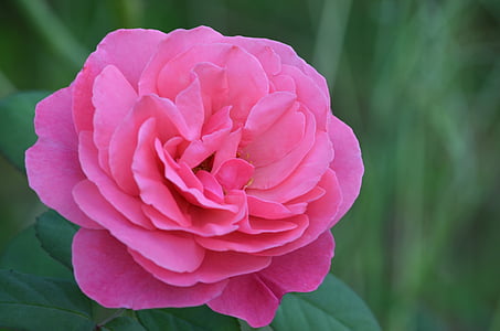blomst, steg, Pink, Pink rose, blomstermotiver, Romance, natur