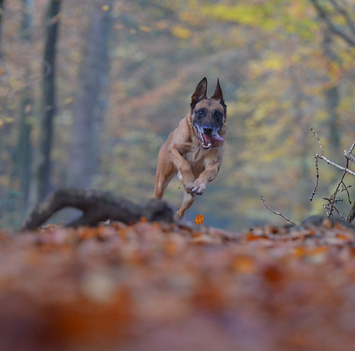 automne, chien, Running dog, Forest, feuilles, nature, Malinois