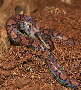 snake, rainbow boa, reptile, scale, brazilian red rainbow boa, close, constrictor