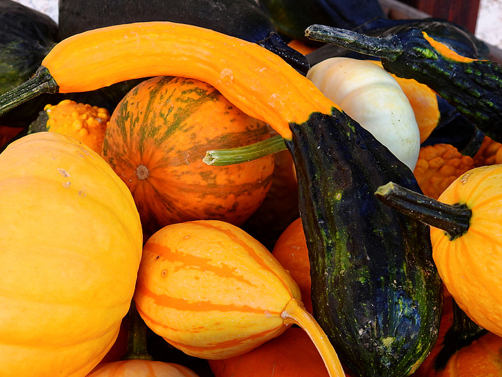 bí ngô, Gourd, mùa thu, Trang trí, rau quả, thu hoạch, Helloween