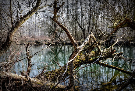 forest, luhy, the floodplain, water, river, trees, old trees