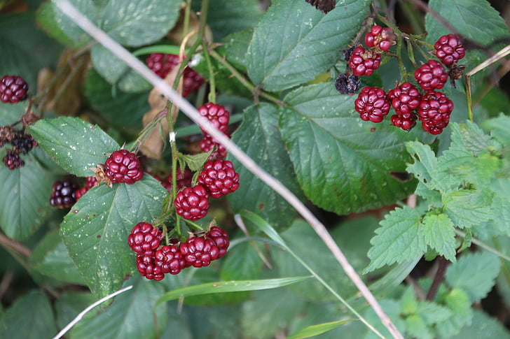 blackberries, wine red, plant, entwine, medicinal plant, creeper