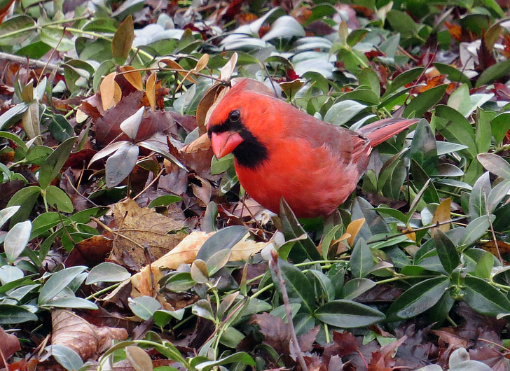 kardinal, linnud, punane